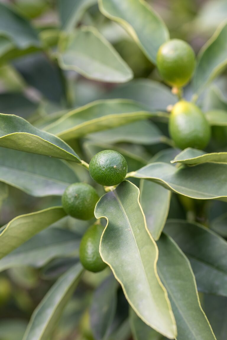 Vertical shot of green Desert Limes grown in the garden in spring